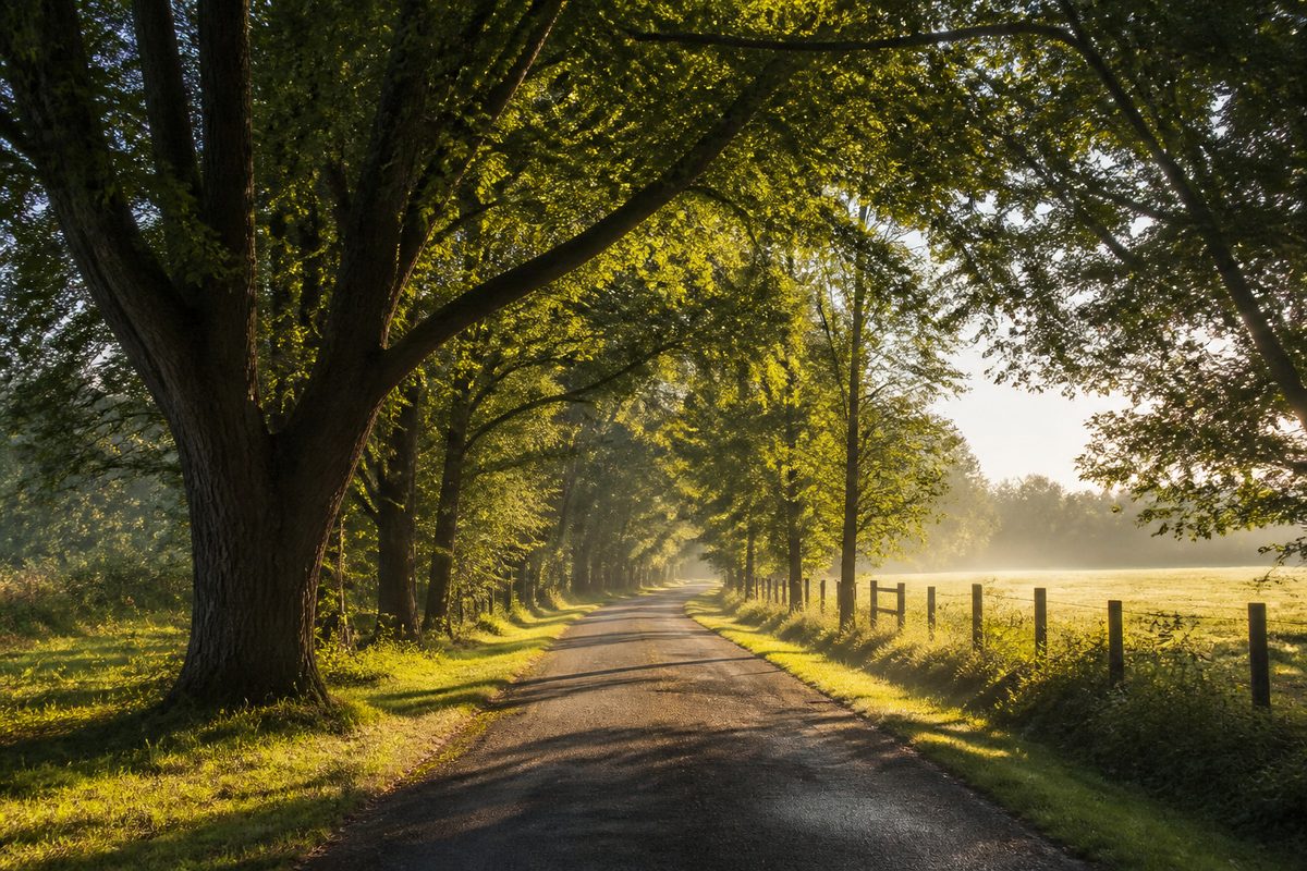 Greenbrier, Tennessee — tree-lined rural road with sunlit canopy